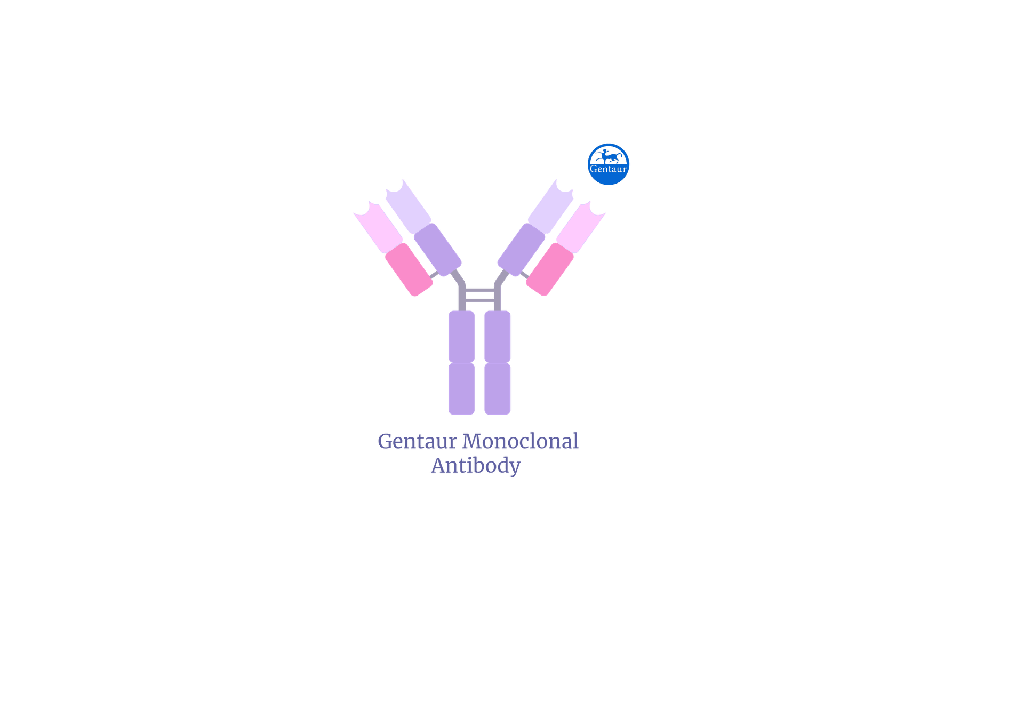 [FM-UM500047] Gentaur SOX5 mouse monoclonal antibody 